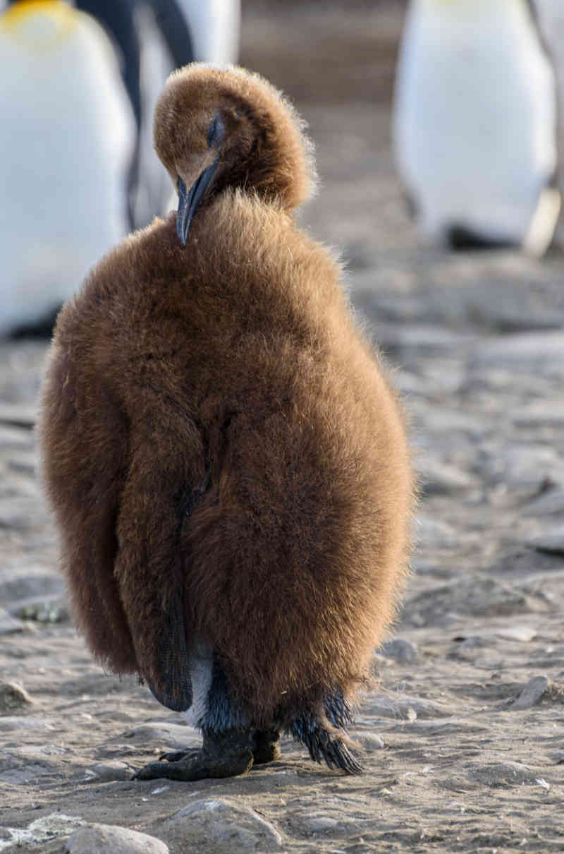 Pingüino Rey - islas Georgias del Sur 042.jpg